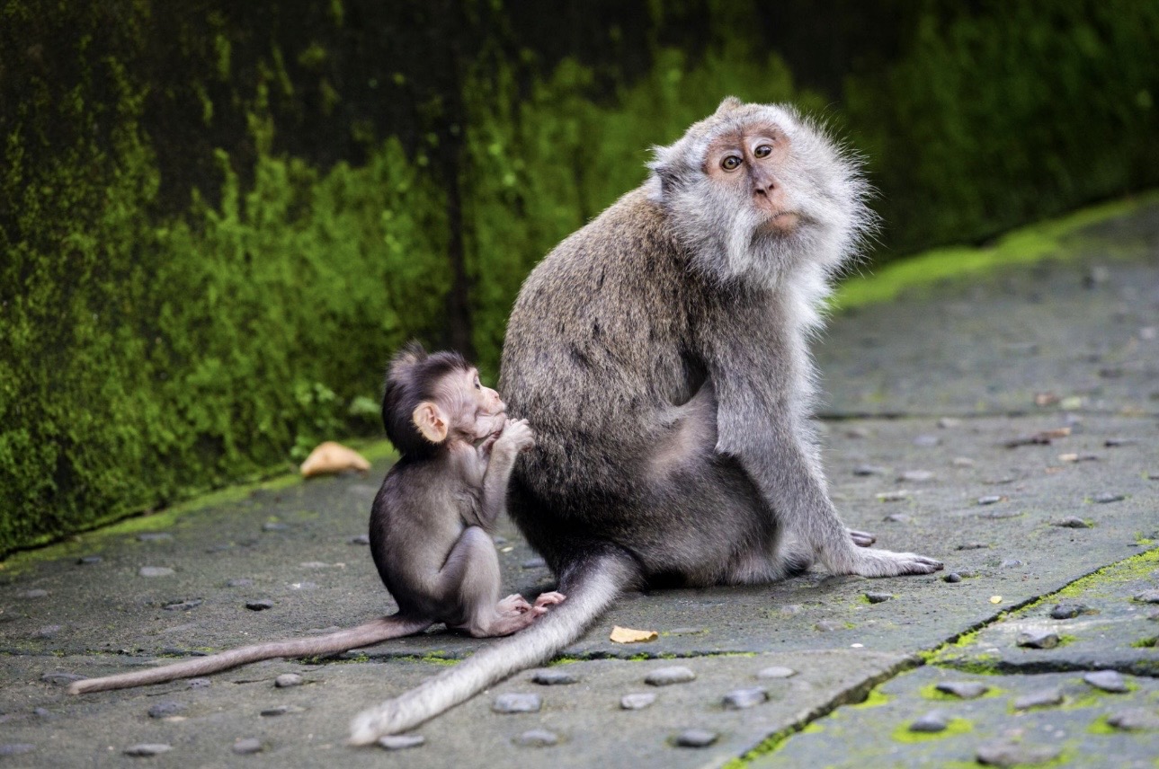 Experience the Best of Ubud: Sacred Temple, Lush Rice Terraces & Waterfall