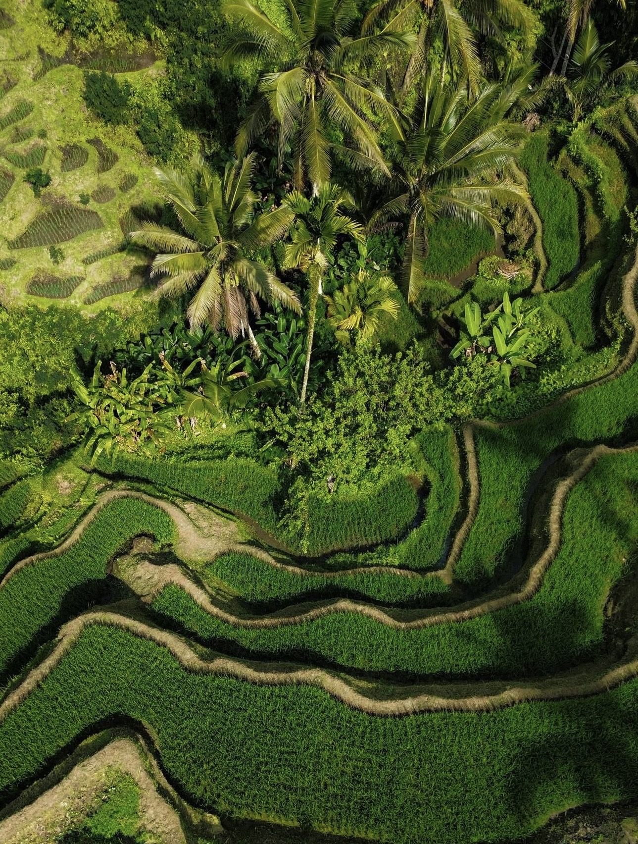 Exploring Ubud's Hidden Rice Terraces by 4x4